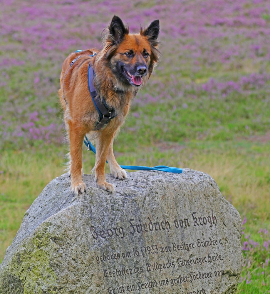 Ein Fuchs in der Heide