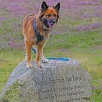 Ein Fuchs in der Heide