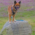 Ein Fuchs in der Heide