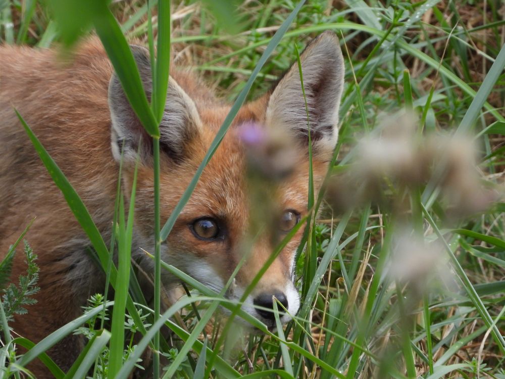 Ein Fuchs in unserem Garten Foto & Bild tiere, wildlife