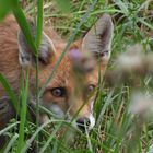 Ein Fuchs in unserem Garten