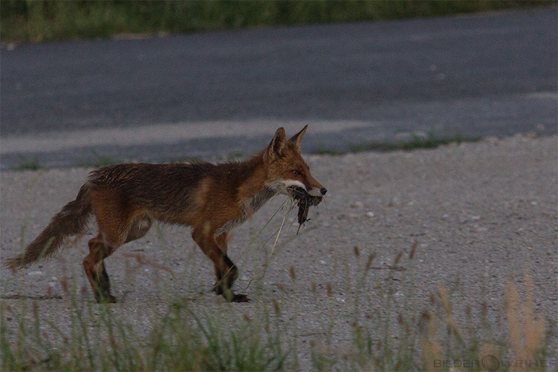 ein Fuchs mit seiner Beute