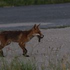 ein Fuchs mit seiner Beute