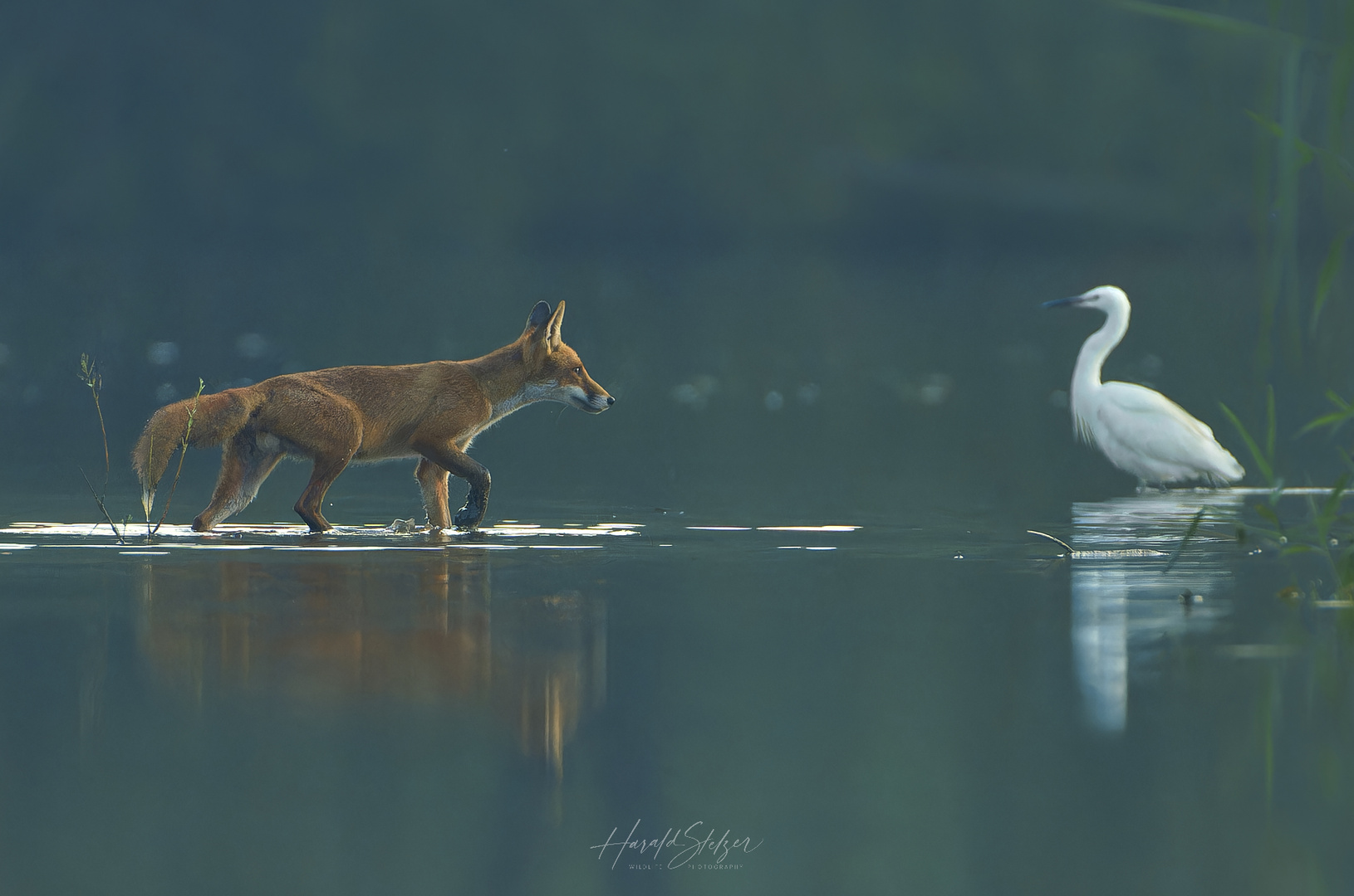 Ein Fuchs sieht Weiss ... 