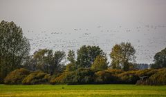 Ein Fuchs und tausend Gänse