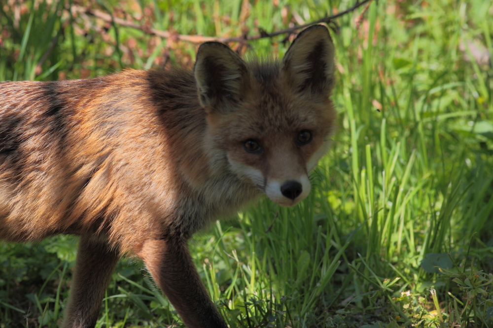 Ein Fuchs zu Besuch, Dettingen an der Erms, Biosphärengebiet