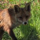 Ein Fuchs zu Besuch, Dettingen an der Erms, Biosphärengebiet