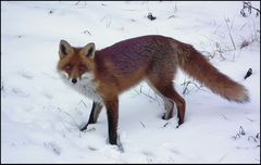 Ein Fuchs zum Mittag