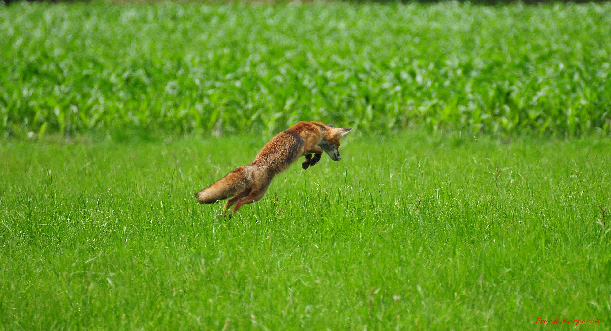 ein Fuchs,beim Sprung fotografiert