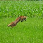 ein Fuchs,beim Sprung fotografiert