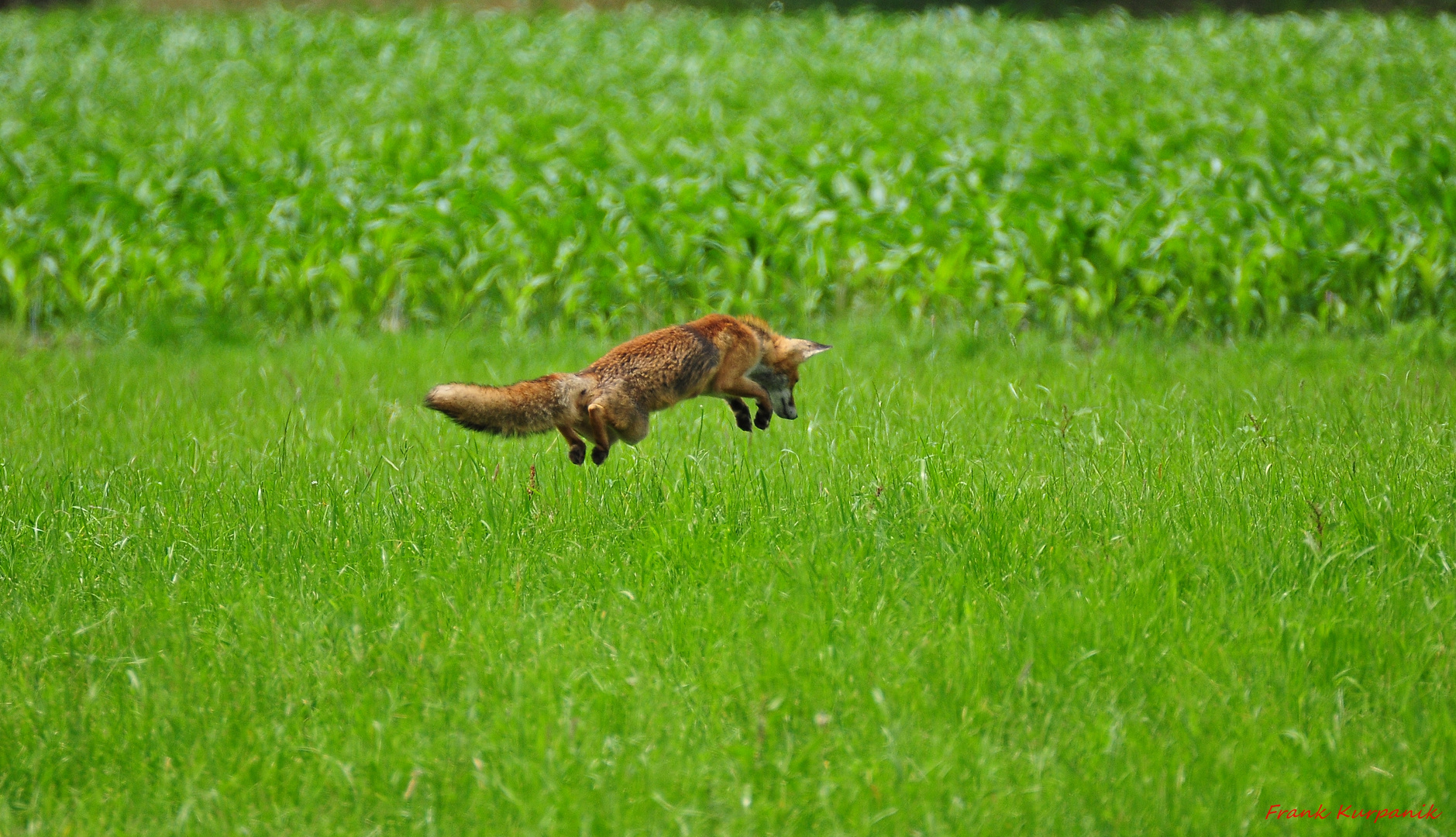 ein Fuchs,im vollem Sprung fotografiert