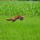 ein Fuchs,im vollem Sprung fotografiert