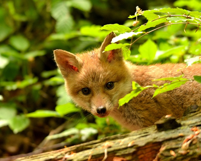 Ein Fuchswelpe im schützenden Gebüsch Foto & Bild | natur, tiere