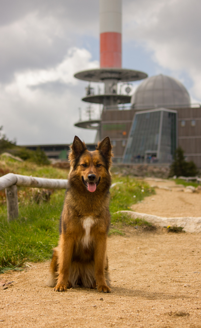 Ein Füchschen auf dem Brocken