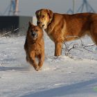 Ein Füchschen und ein Don :-)