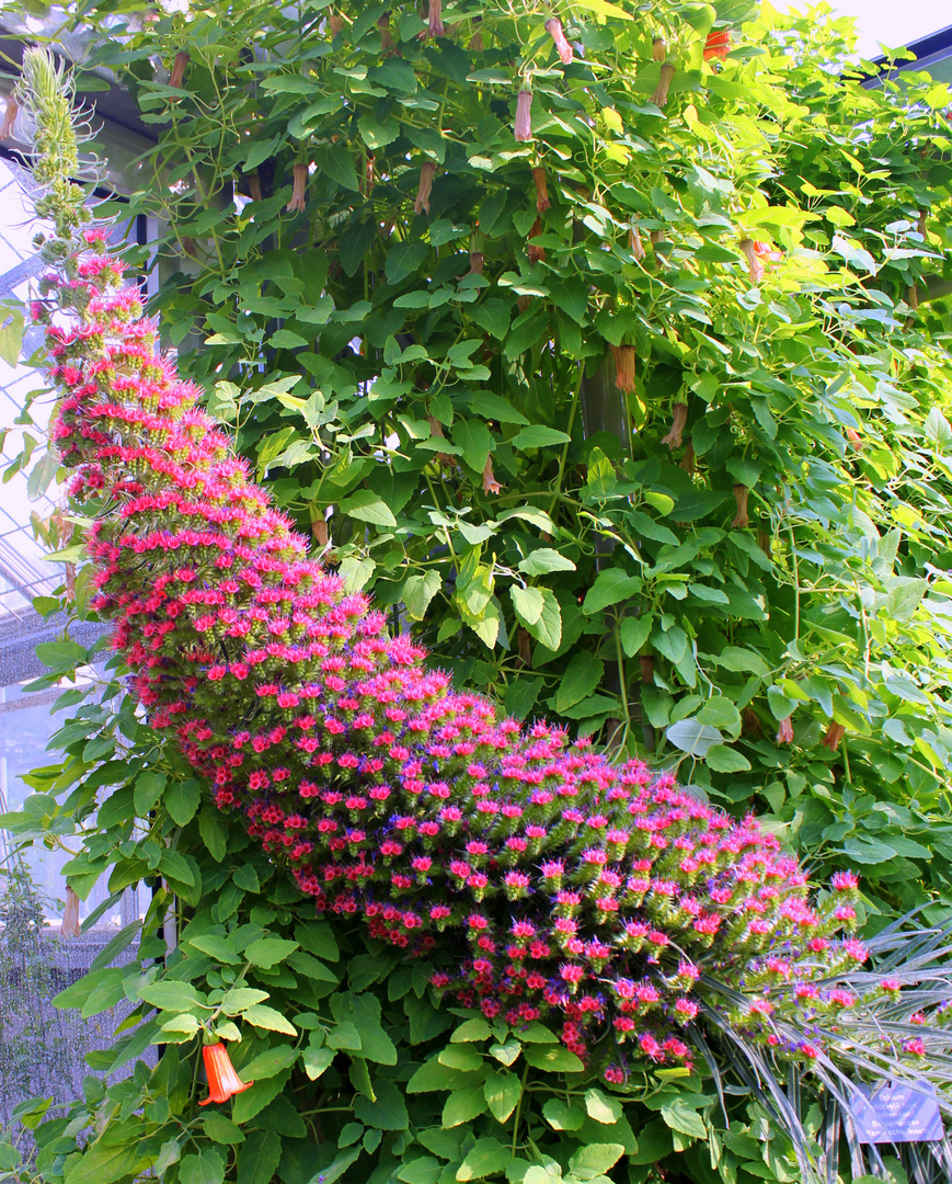 Ein Füllhorn voller Blumen