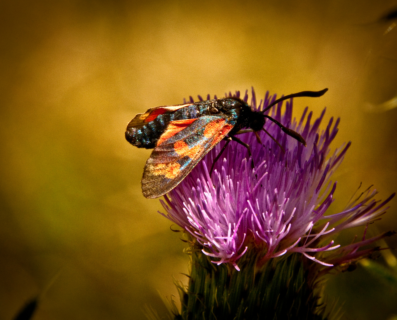 ein für mich unbekannter Schmetterling?