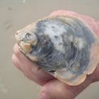  ein Fund am Strand 2010 in Irland