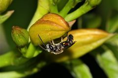 Ein Furchenbienenmännchen (Halictus sp., vermutlich H. calceatus)