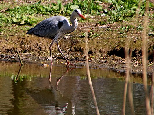 ein Fußbad für den Reiher