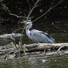 ein Fußbad im Fluss