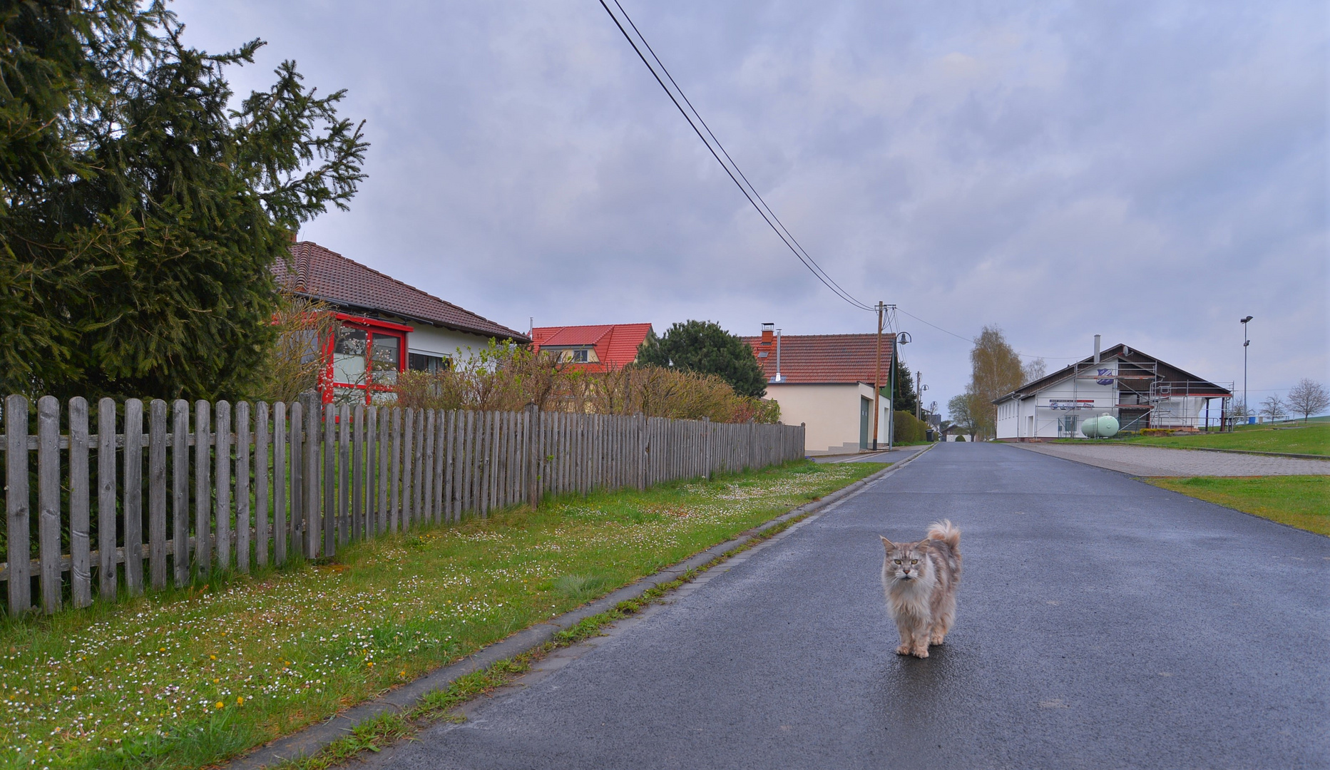 ein Fußgänger in unserer Straße (unser Kater Zamiro)