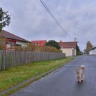 ein Fußgänger in unserer Straße (unser Kater Zamiro)