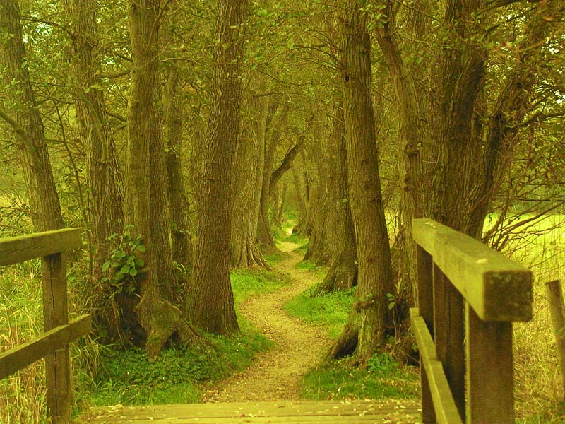 Ein Fußweg