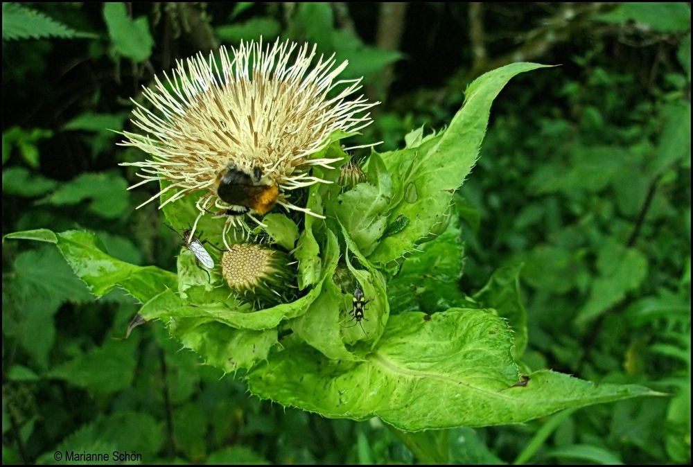 Ein Futterplatz für viele Insekten...