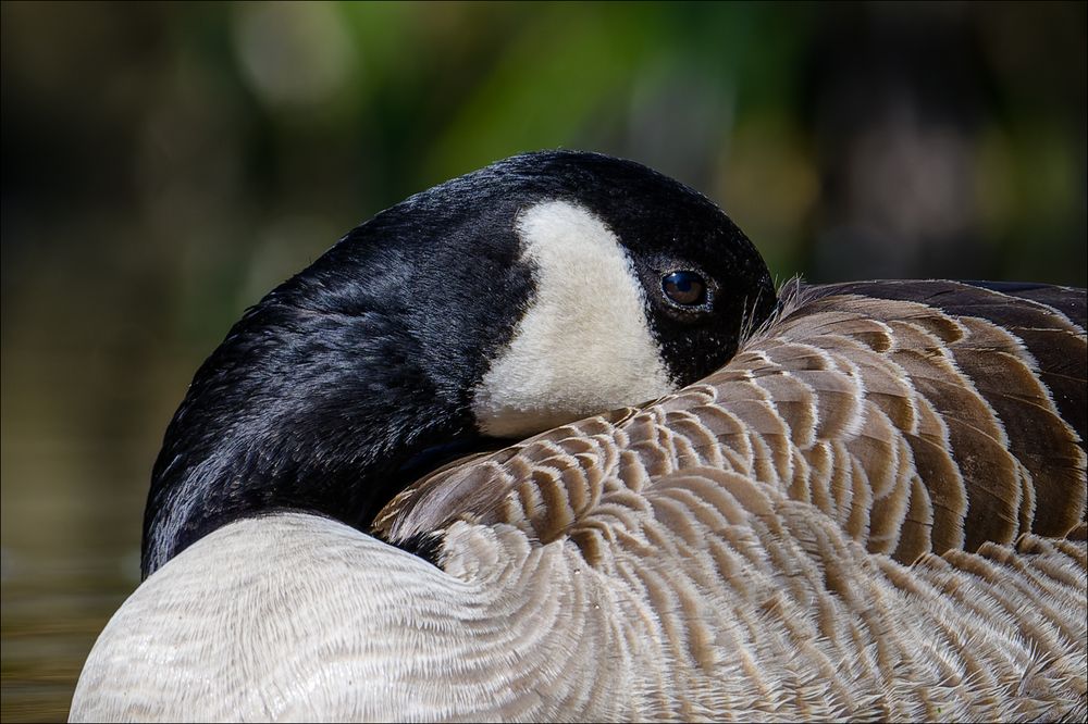 Ein Gänse-Portrait