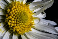 Ein Gänseblümchen