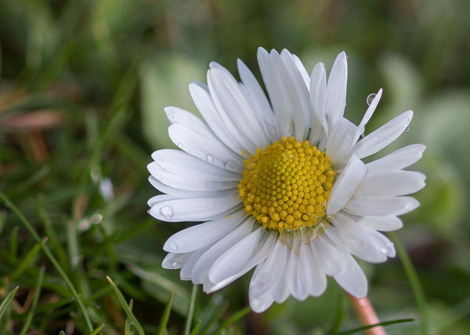 Ein Gänseblümchen