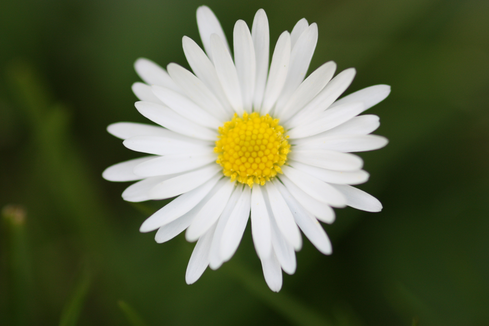 ...ein Gänseblümchen....