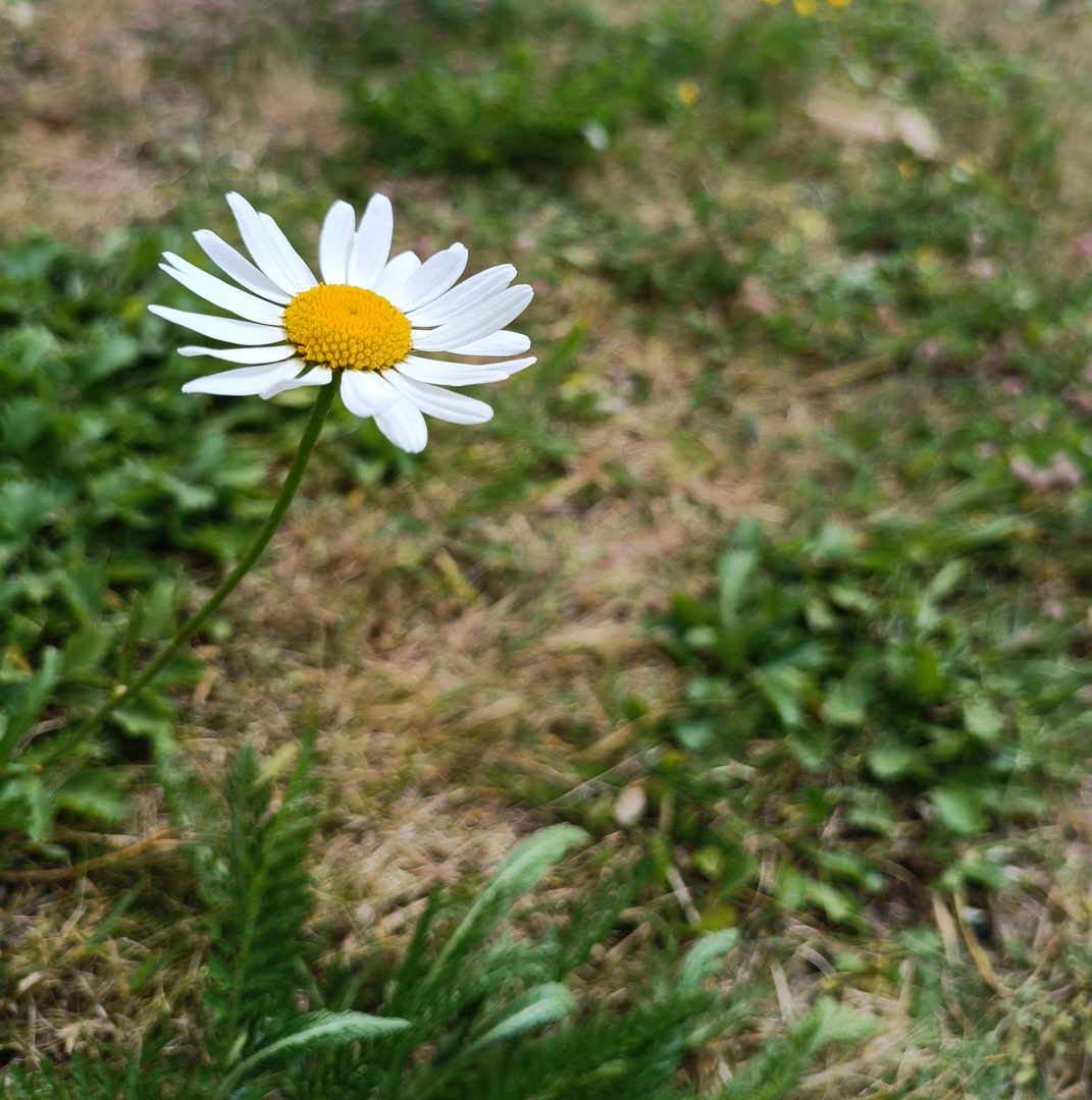 Ein Gänseblümchen