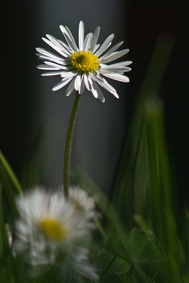 Ein Gänseblümchen