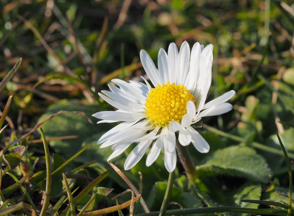 ~ ein Gänseblümchen ~