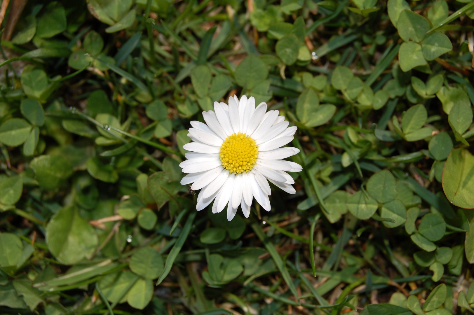 Ein Gänseblümchen