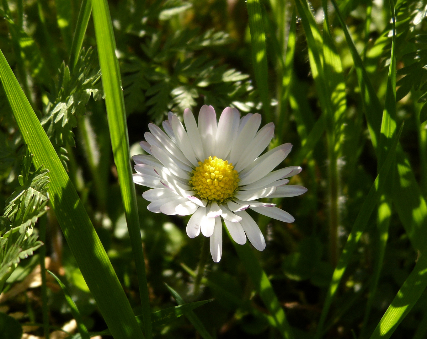 ein Gänseblümchen...