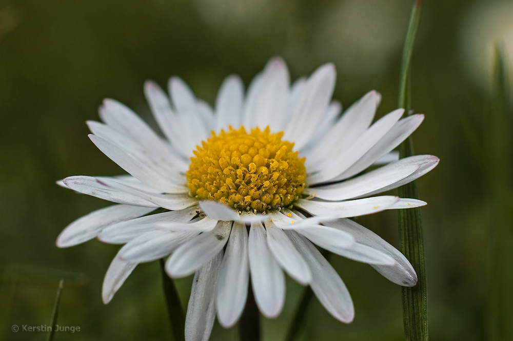 Ein Gänseblümchen