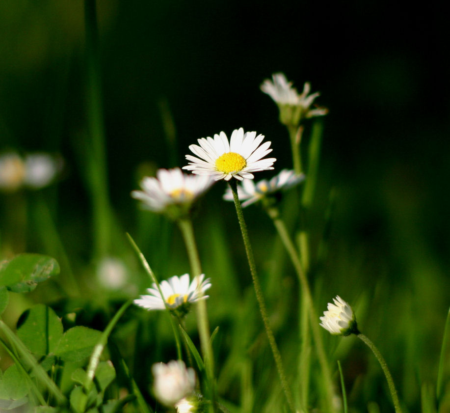 ein Gänseblümchen