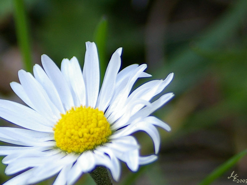 Ein Gänseblümchen