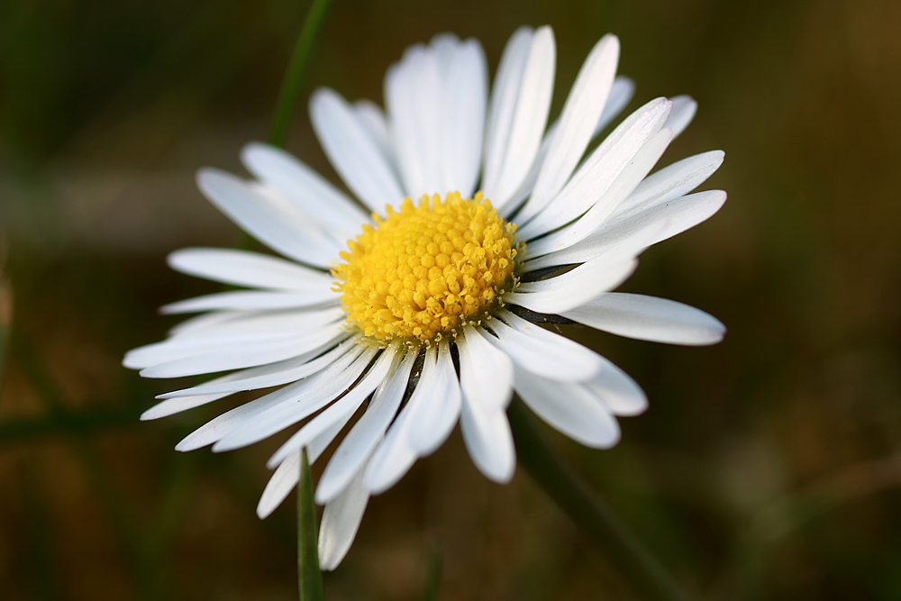 Ein Gänseblümchen Foto & Bild natur, landschaft, gänseblümchen Bilder