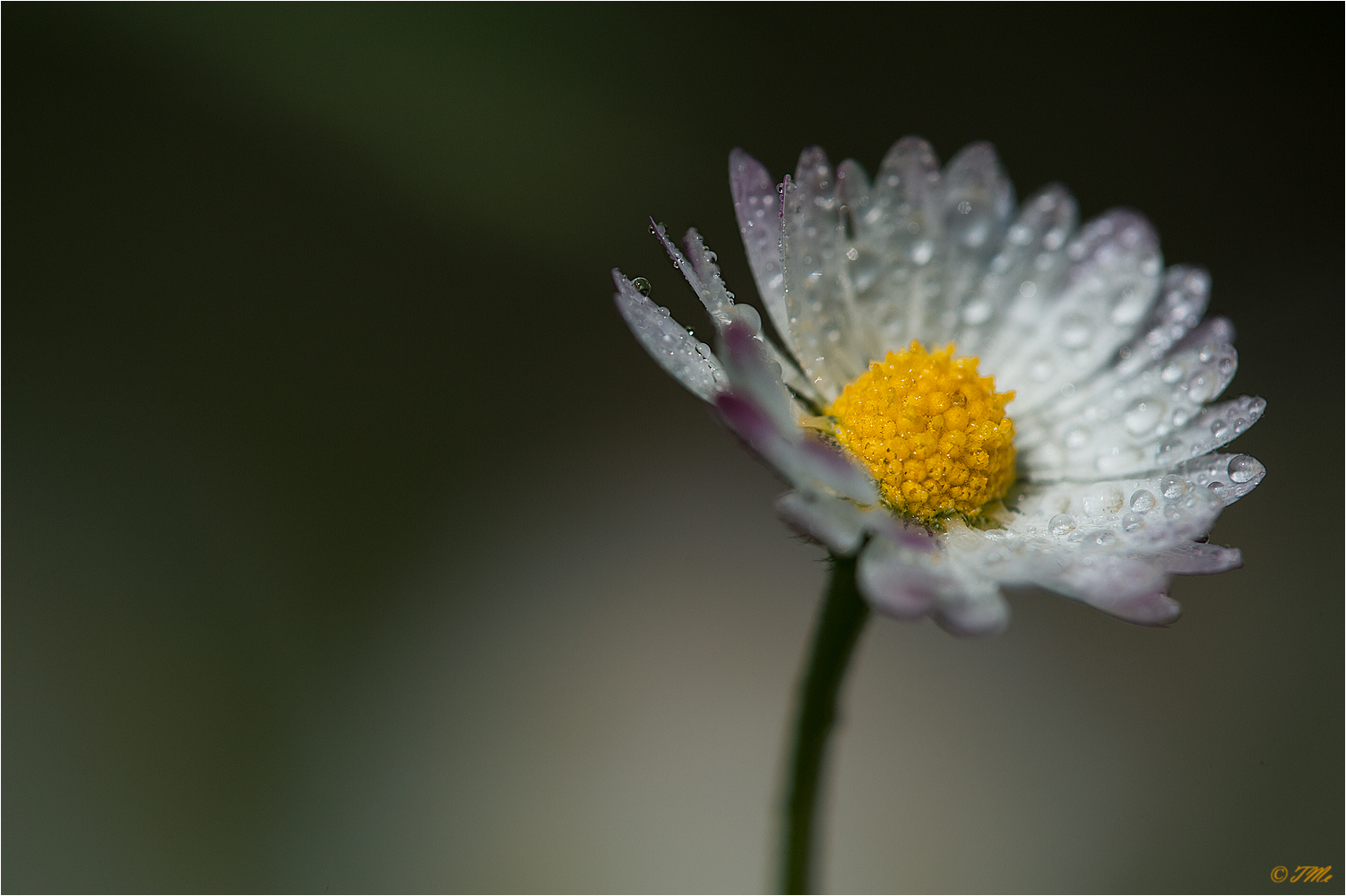 Ein Gänseblümchen...