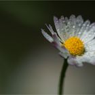 Ein Gänseblümchen...