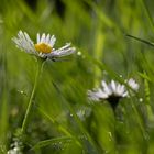 Ein Gänseblümchen