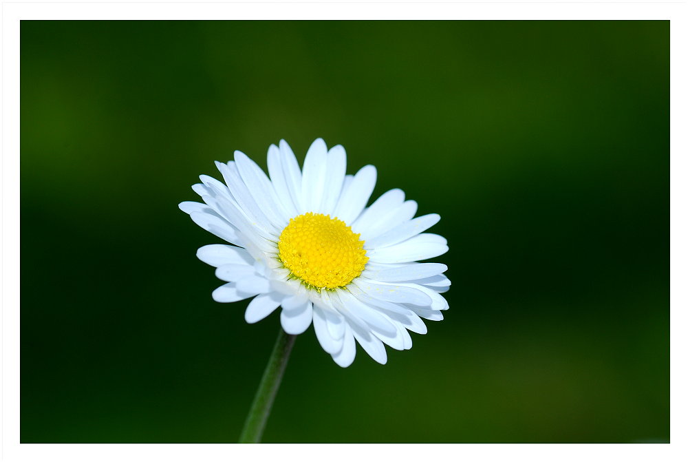 Ein Gänseblümchen