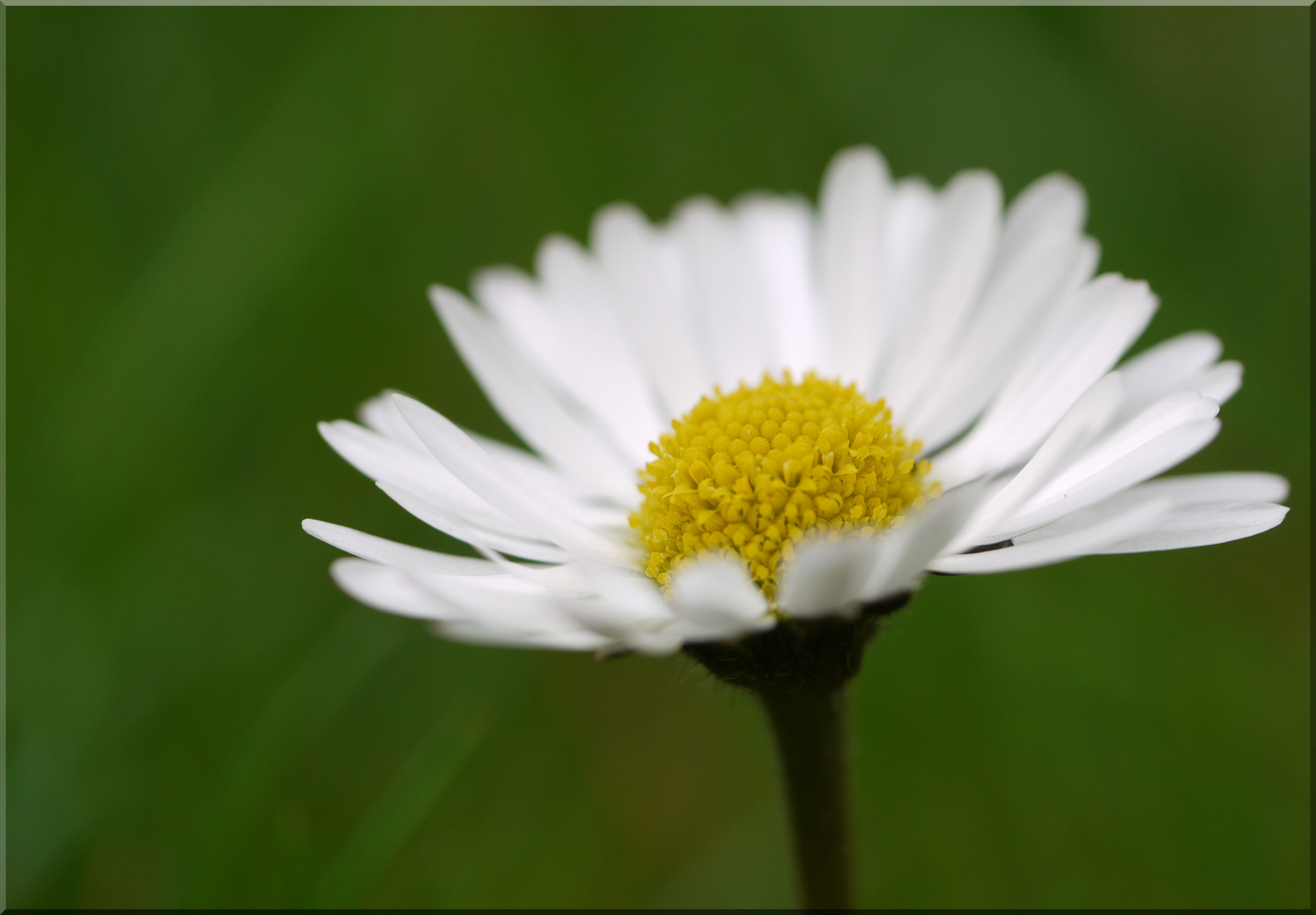 - ein Gänseblümchen -