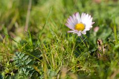 Ein Gänseblümchen am 15.01. 2023 im Weinberg