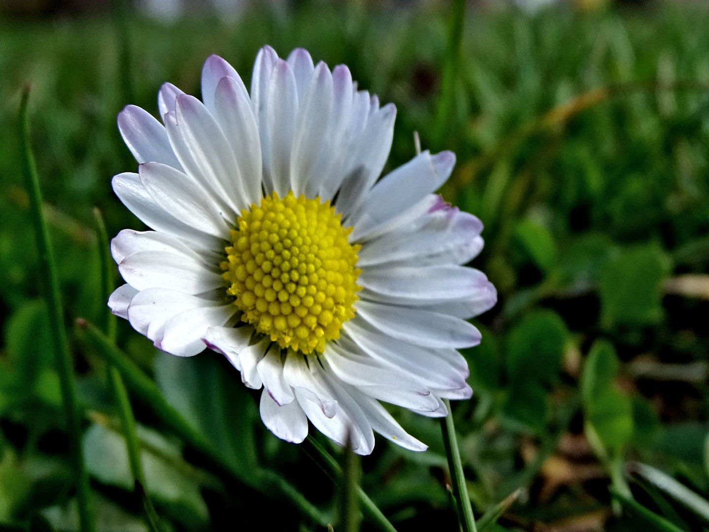 Ein Gänseblümchen Foto & Bild pflanzen, pilze & flechten, blüten