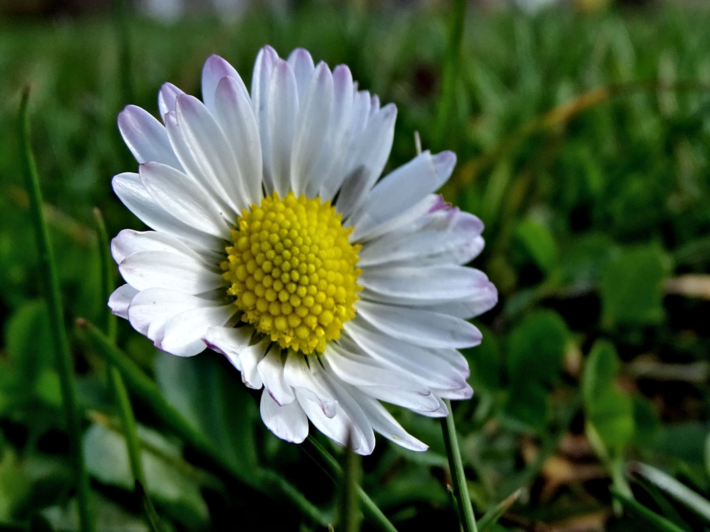 Ein Gänseblümchen